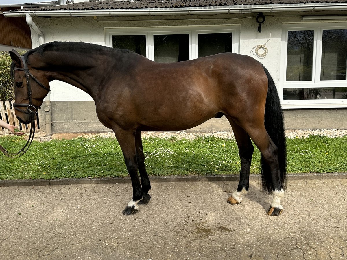 Duński koń gorącokrwisty Wałach 8 lat 170 cm Gniada in Bad Kreuznach