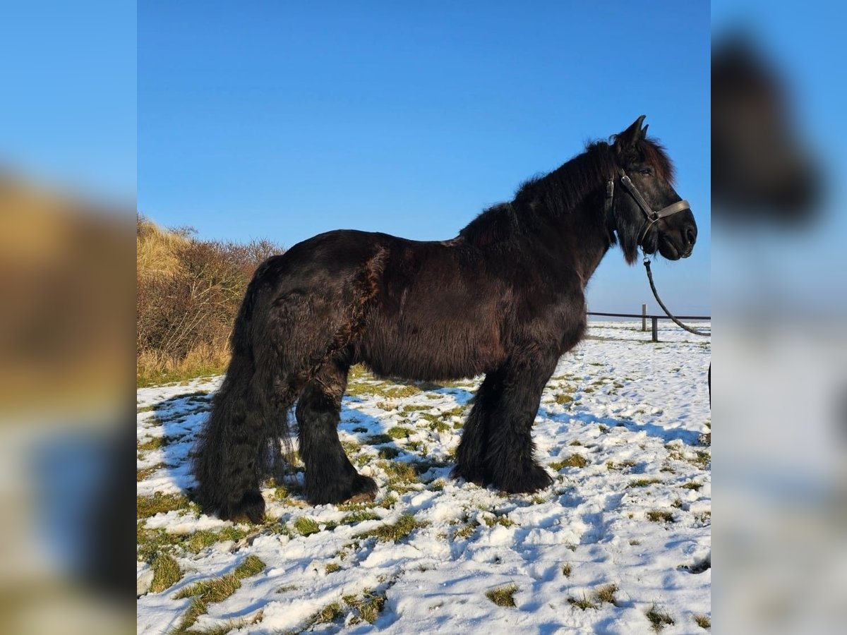 dutch coldblood Gelding 14 years Black in JuistJuist