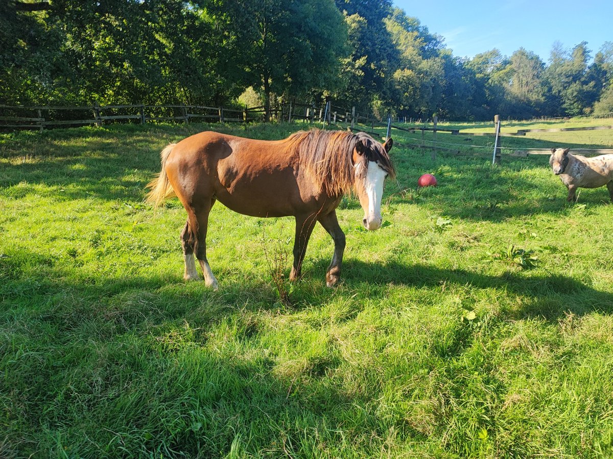 dutch coldblood Mix Mare 2 years 14,1 hh Brown in Grevenbroich