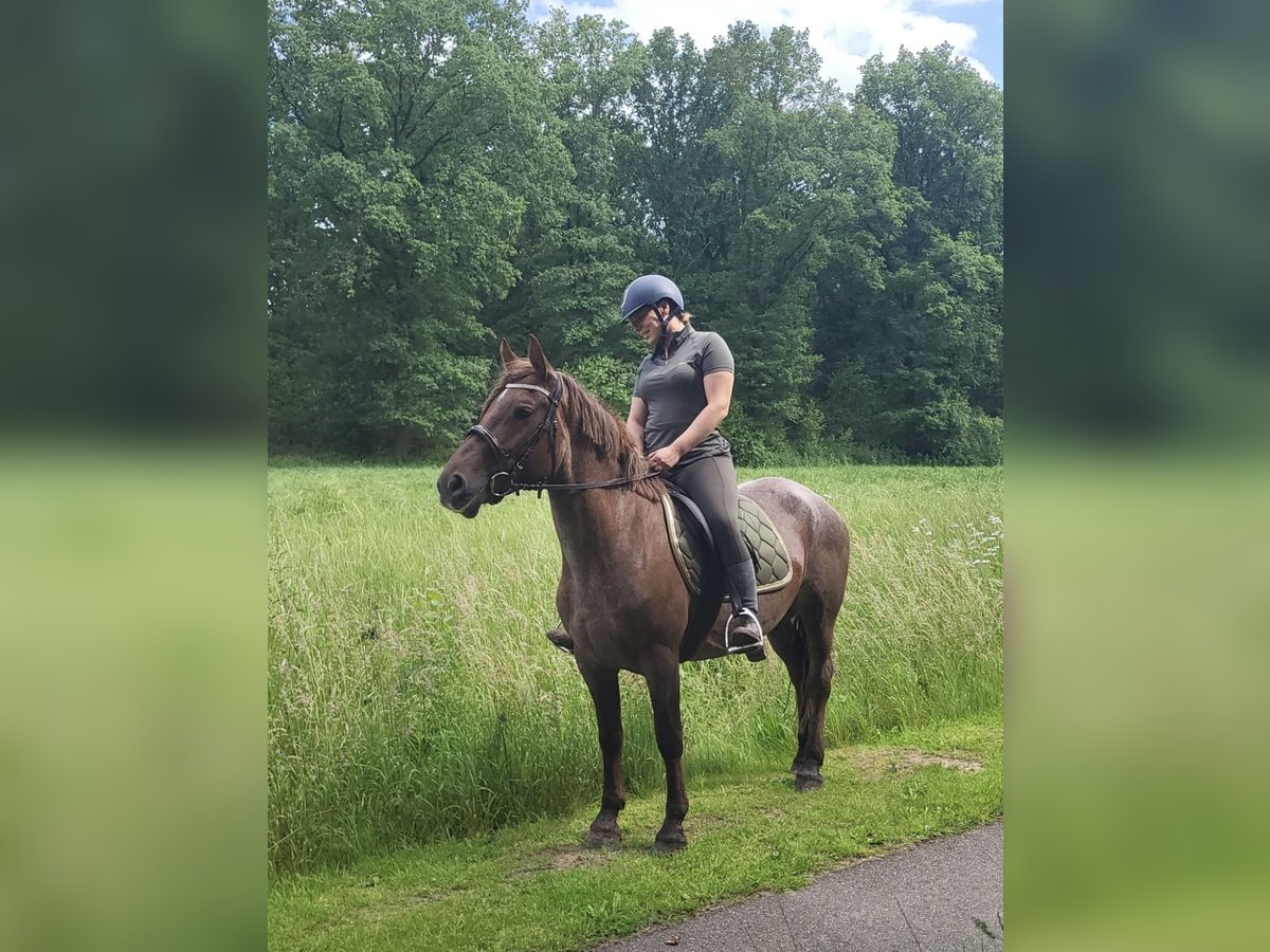 dutch coldblood Mix Mare 5 years 14,2 hh Roan-Red in Malden