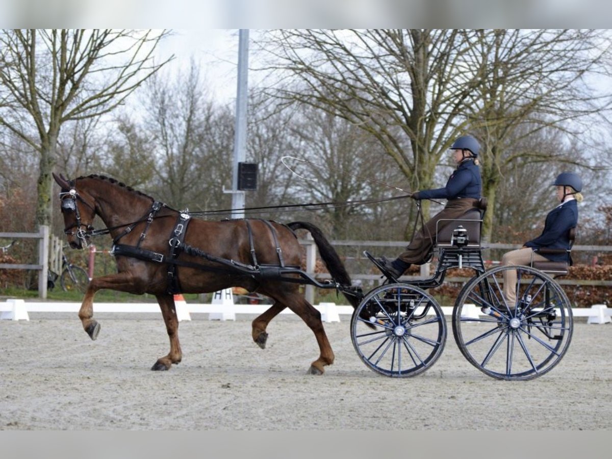 Dutch Tuigpaard Gelding 10 years 16,2 hh Chestnut in Hamar