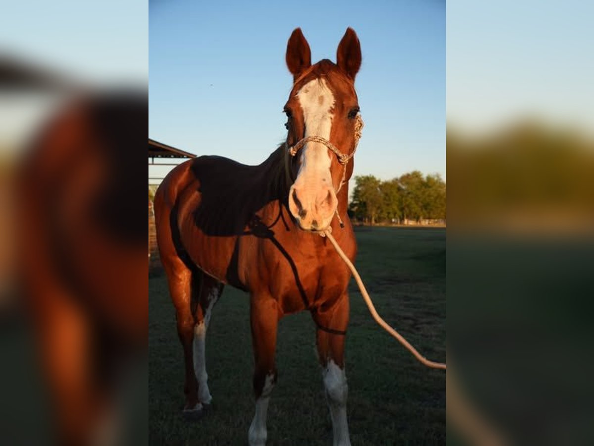 Dutch Tuigpaard Gelding 34 years 15,2 hh White in New York