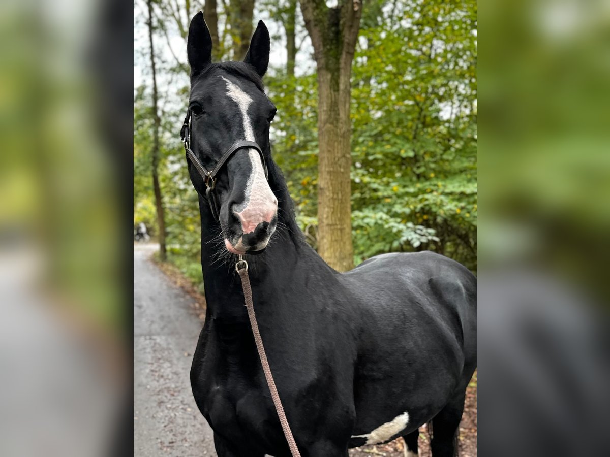 Dutch Tuigpaard Mix Mare 16 years 16,2 hh Black in Delft