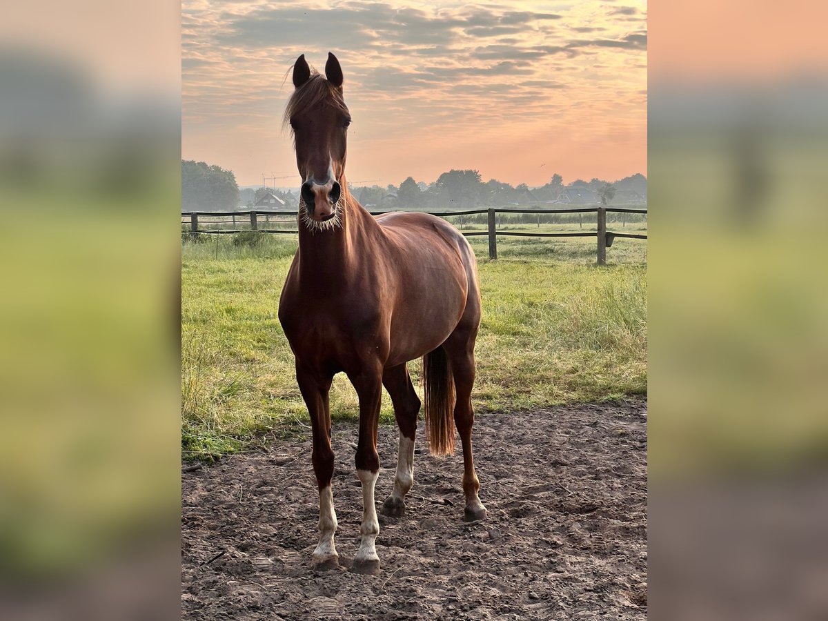 Dutch Tuigpaard Mare 8 years 16,1 hh Chestnut-Red in Neuenkirchen-Vörden