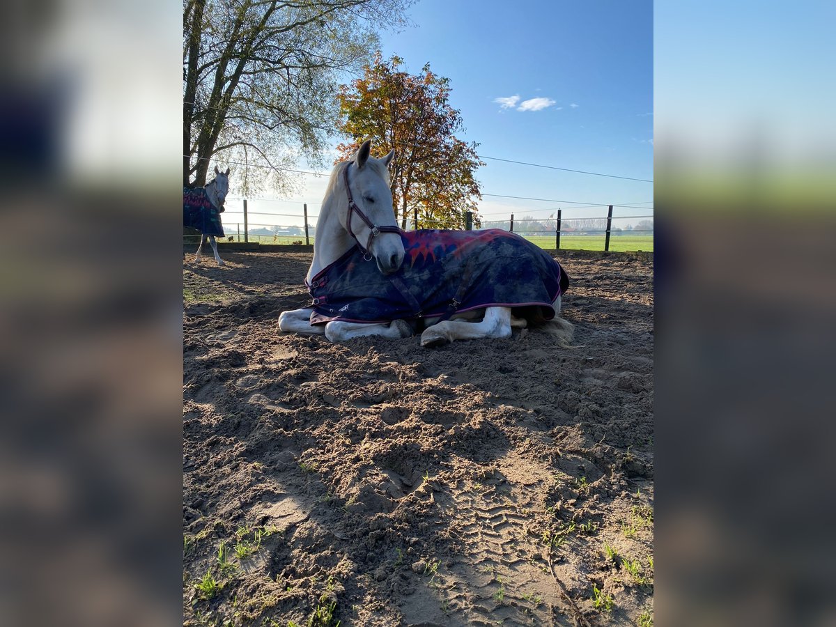 Dutch Tuigpaard Stallion 12 years 16,1 hh Gray in Wijk bij Duurstede