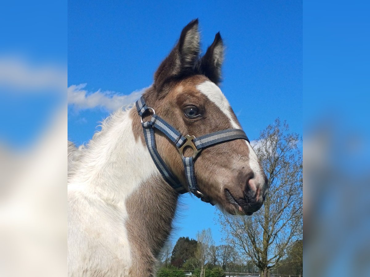 Dutch Tuigpaard Mix Stallion Foal (03/2024) 15,1 hh Pinto in Beekbergen