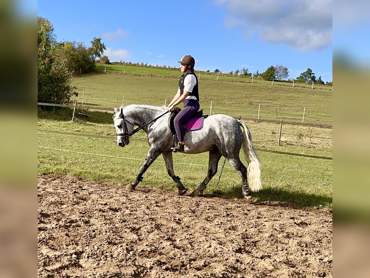 Connemara Gelding 6 years 14,1 hh Gray-Dapple in Lisberg