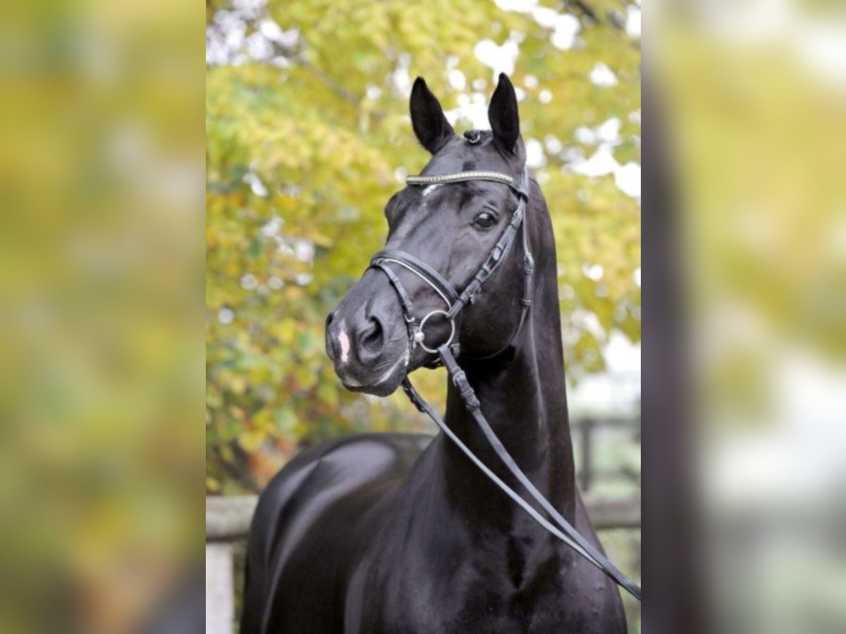Éperons anglais en acier inoxydable Toklat Prince of Wales 1 cou 88