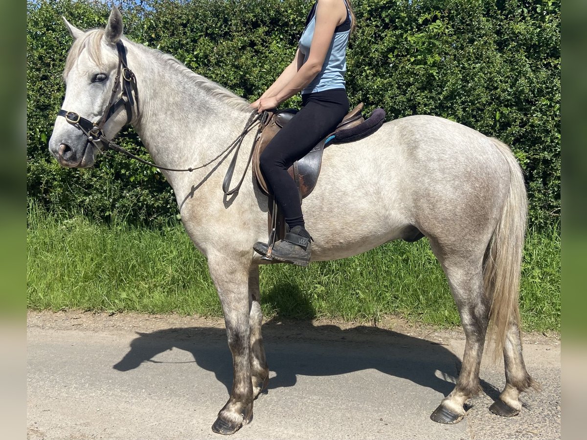 Connemara Gelding 3 years 14,1 hh in Carlisle