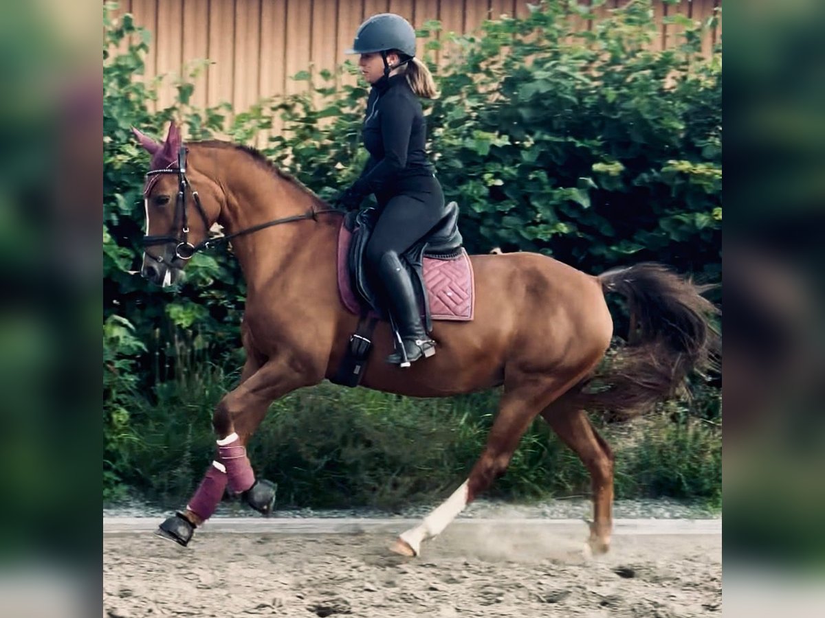 ⭐︎HORSE.Ⅱ2様⭐︎専用 German Riding Pony Mare 16 years 14.2 hh Chestnut-Red in Heikendorf