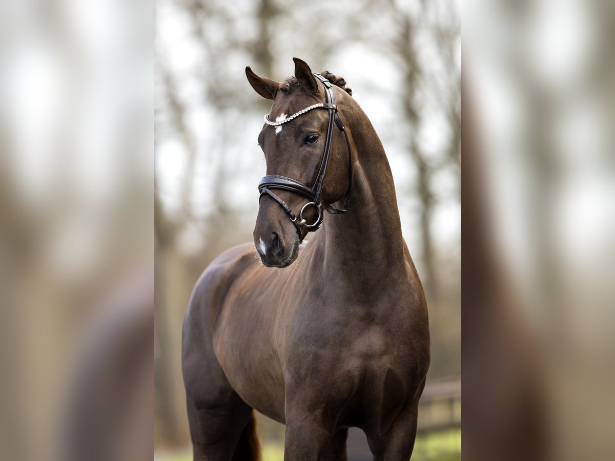 Westfale Hengst Dunkelfuchs in Celle