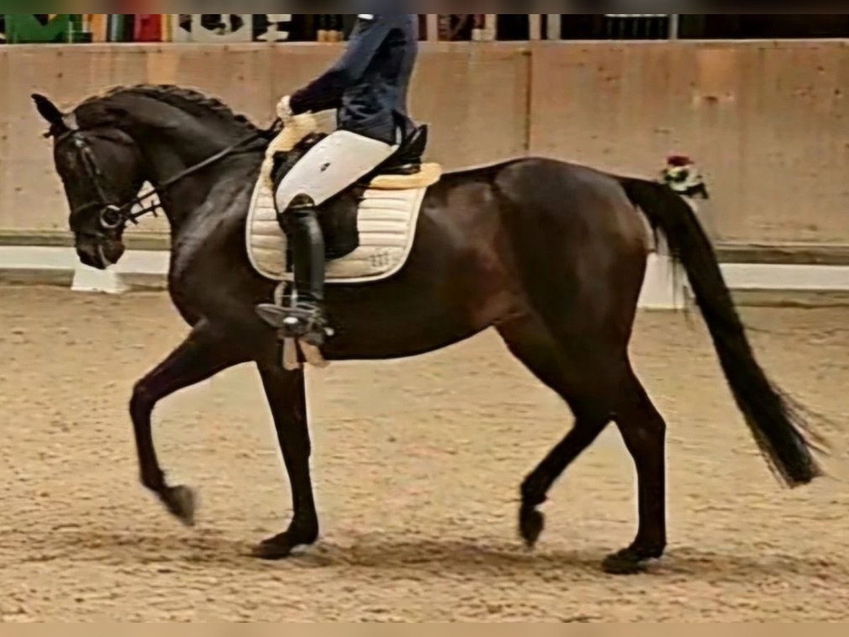 German Sport Horse Mare 6 years 16,2 hh Bay-Dark in Frankenthal (Pfalz)