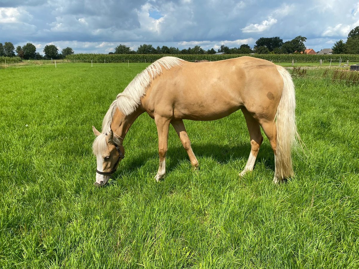 German Riding Pony Mare 5 years 14,1 hh Palomino in HarenH