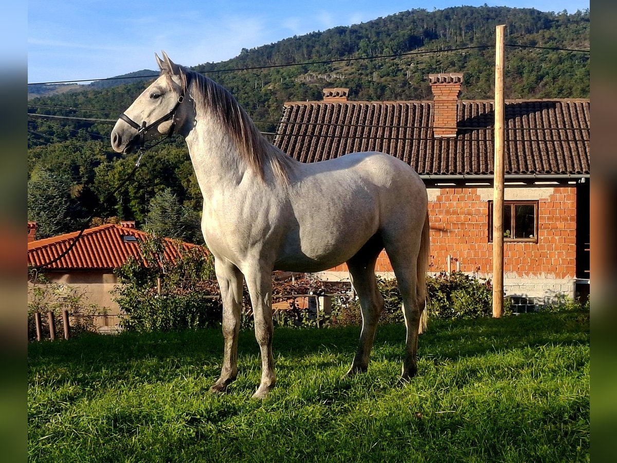 Lipizzaner Stallion 3 years 15 hh Grey in Vremski Britof