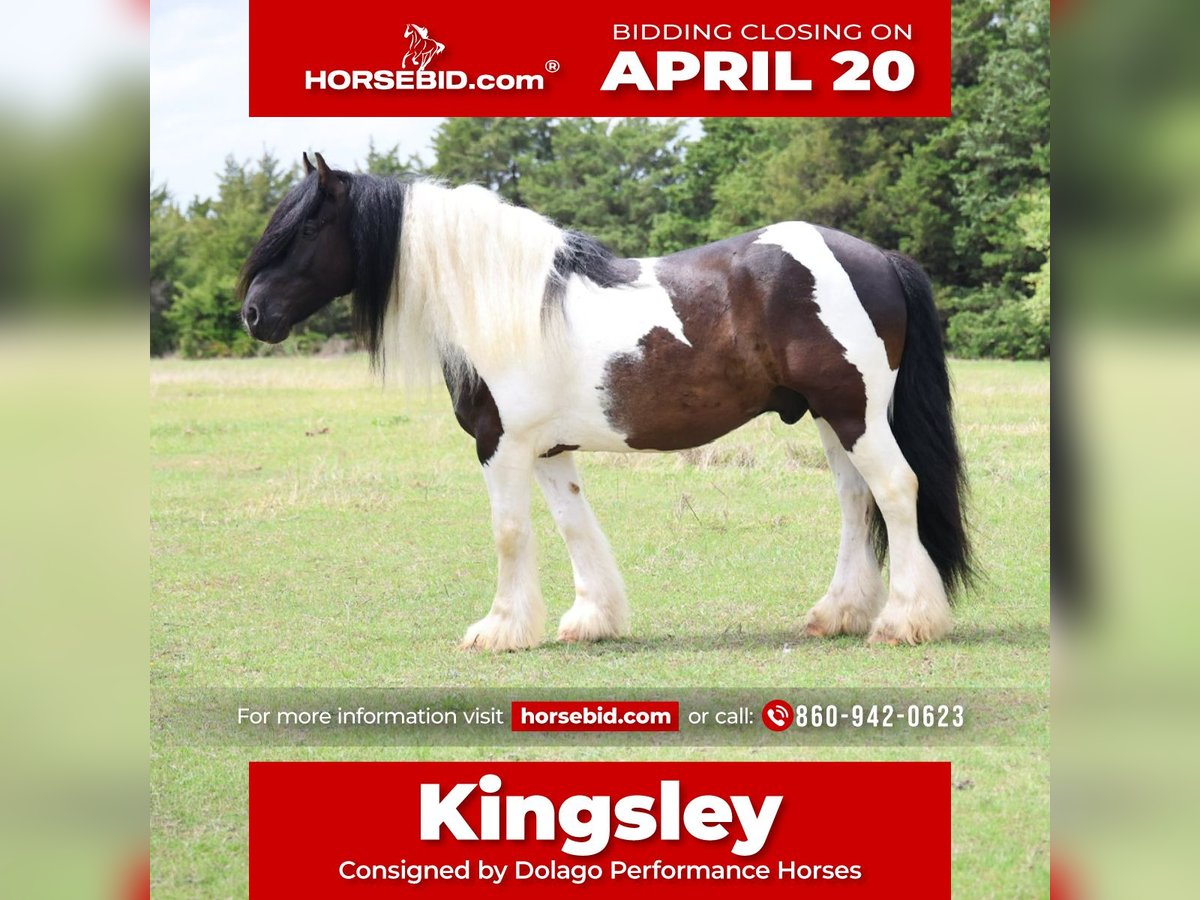 Gypsy Horse Gelding 7 years 15 hh Pinto in Ripley