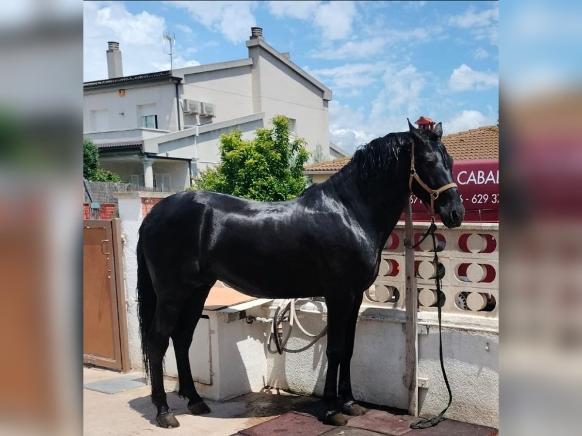 PRE Semental 6 años 168 cm in Albinyana / Tarragona