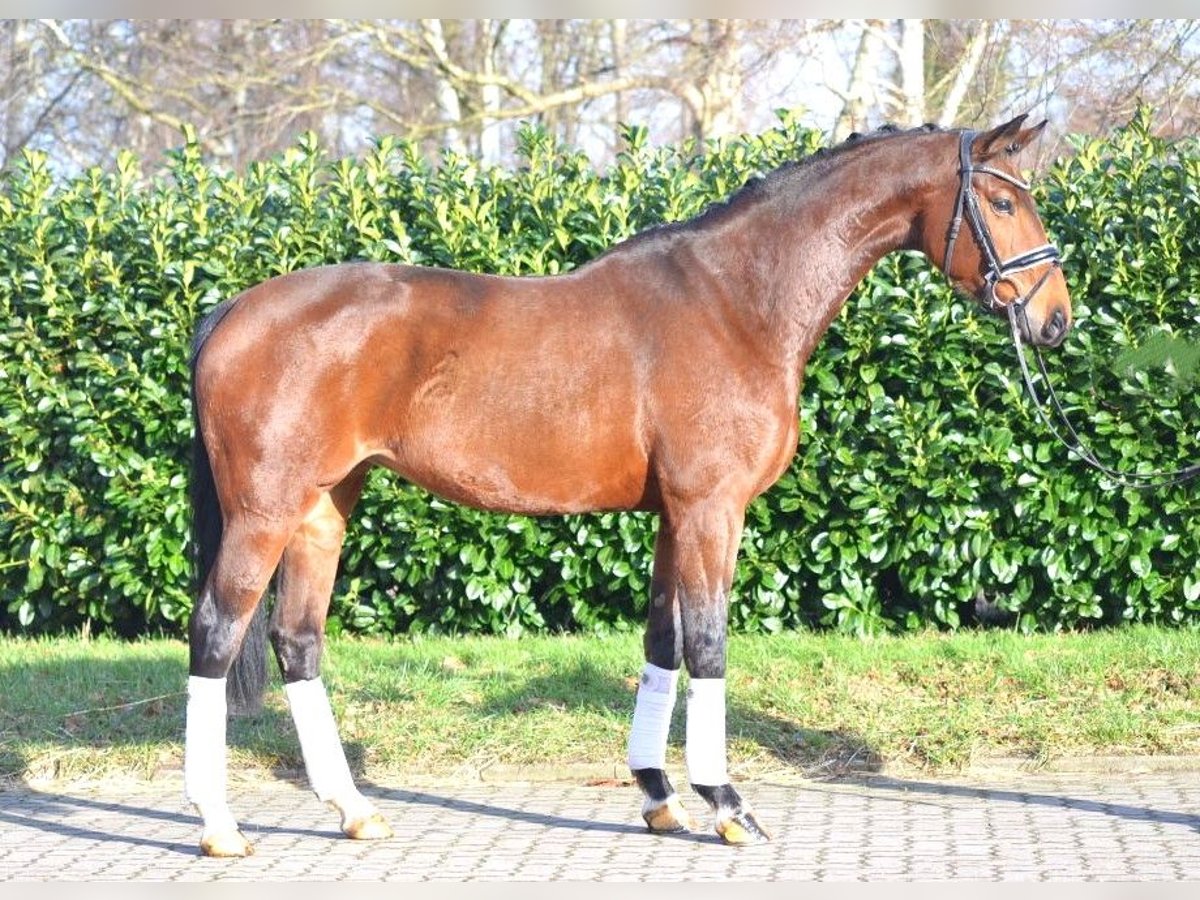 Hanoverian Mare 8 years 16 hh Brown in Selsingen