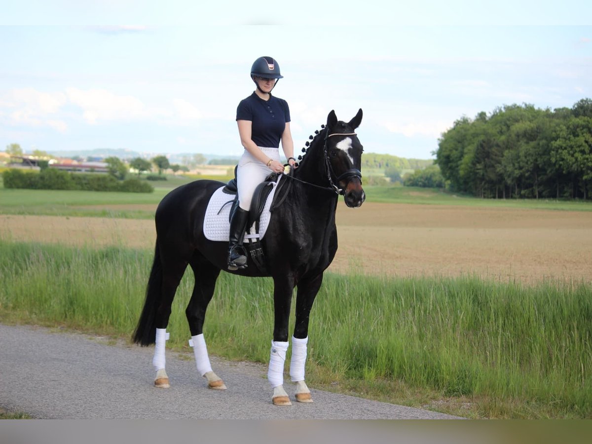 Hanoverian Gelding 4 years 16 hh Smoky-Black in Schrozberg