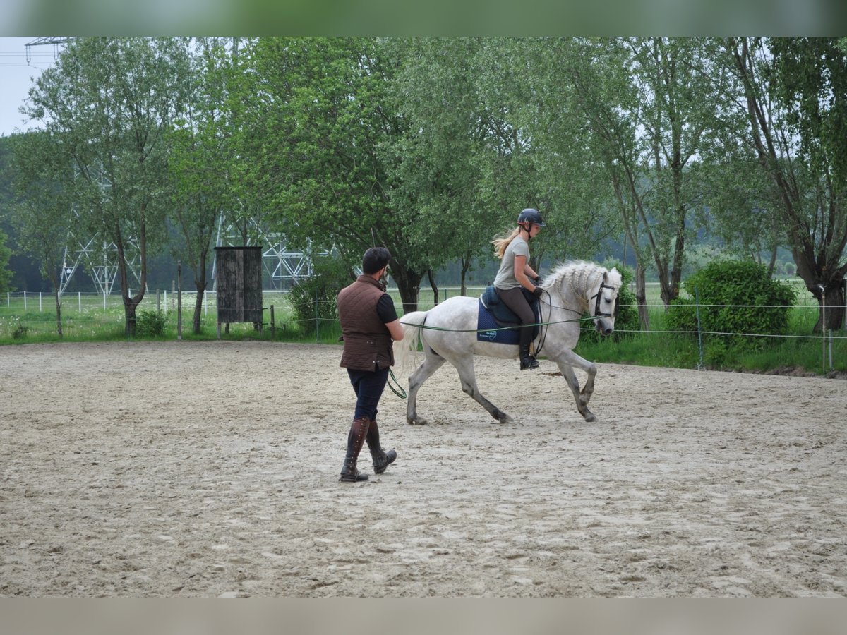 EARL D ISSEL Camargue Stallion Grey in Wesel
