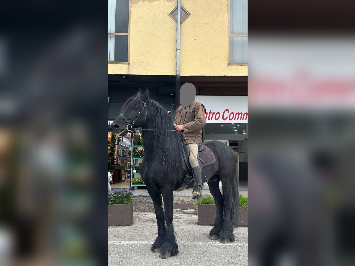 East Friesian Stallion 7 years 16 hh Black in Roma