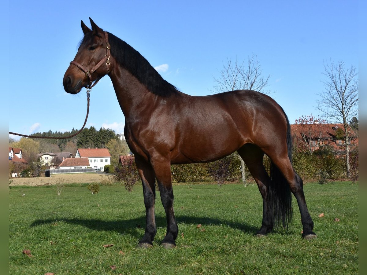 Altri cavalli a sangue caldo Giumenta 8 Anni Baio in St. Marein bei Graz