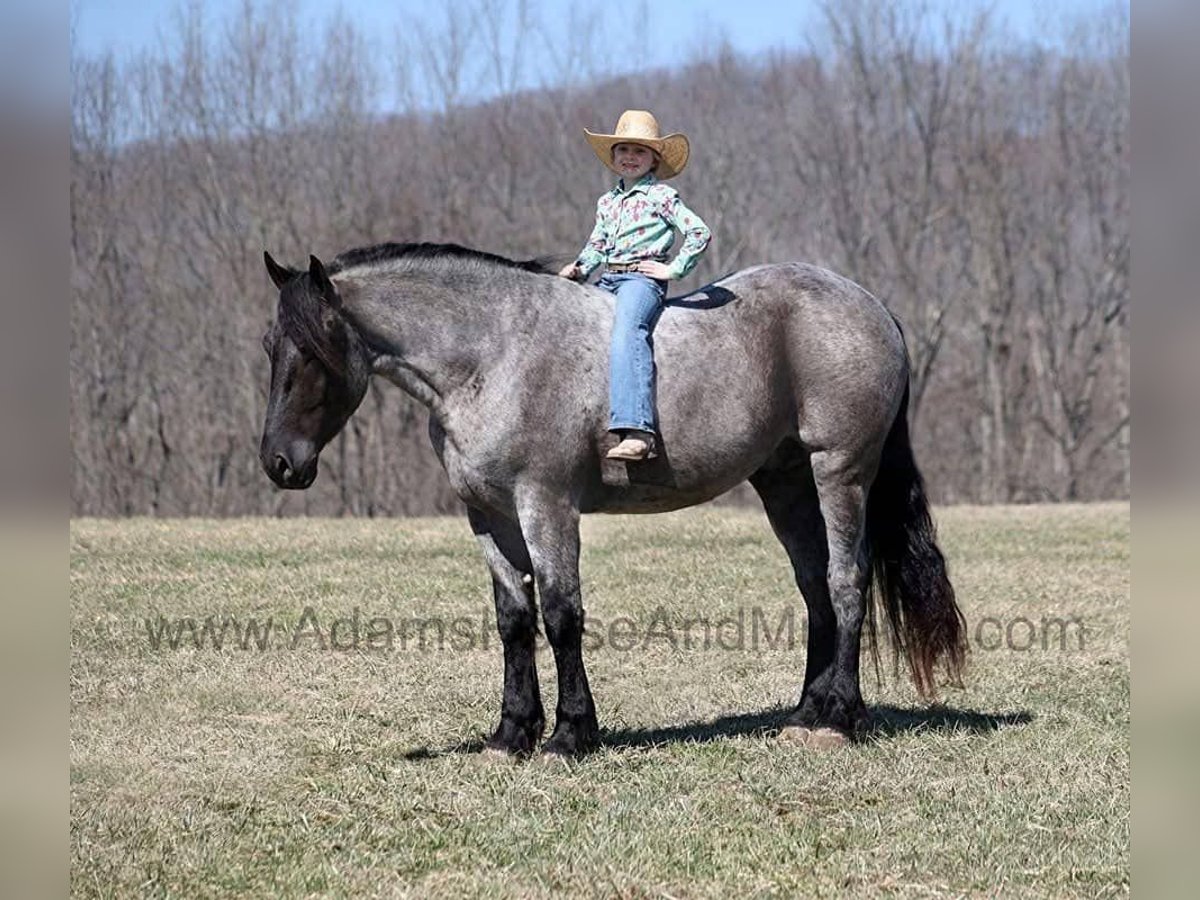 Draft Horse Gelding 6 years 16.1 hh Roan-Blue in Mount Vernon