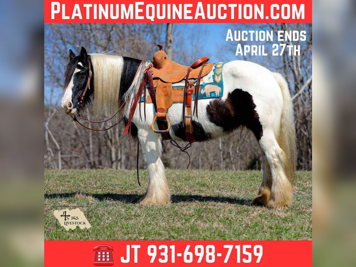 Gypsy Horse Mare 12 years 14.1 hh Tobiano-all-colors in Santa Fe, TN