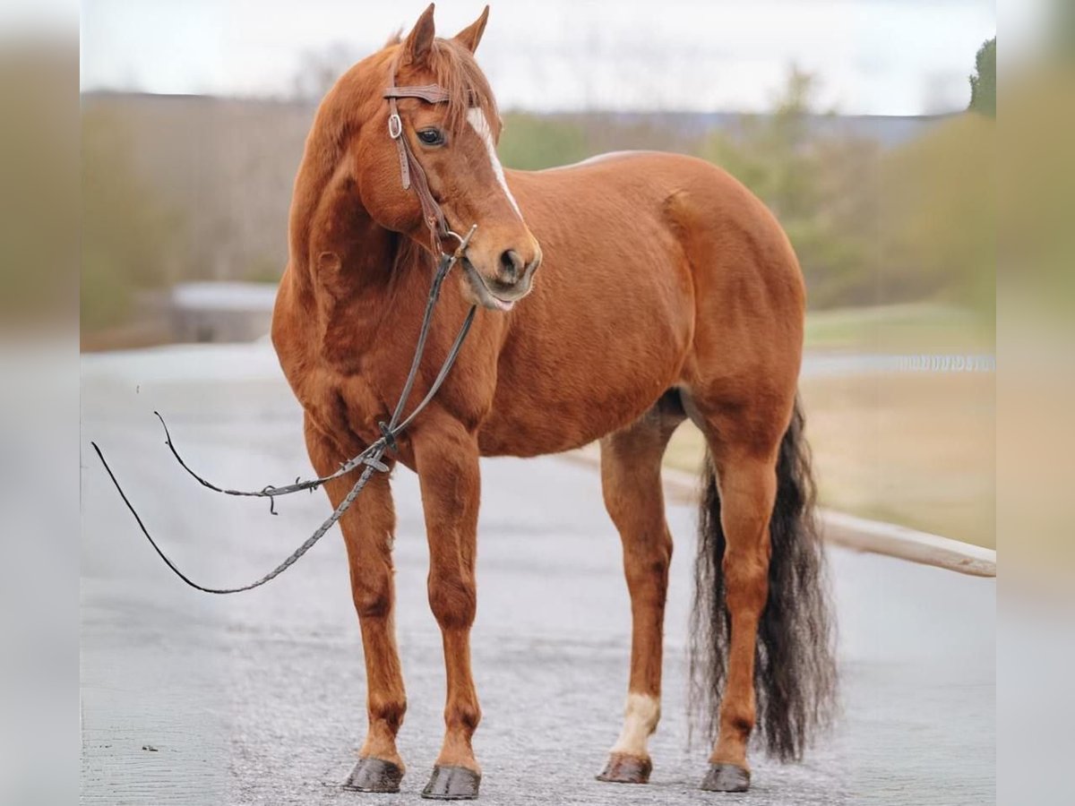 American Quarter Horse Mix Wałach 12 lat 142 cm Cisawa in