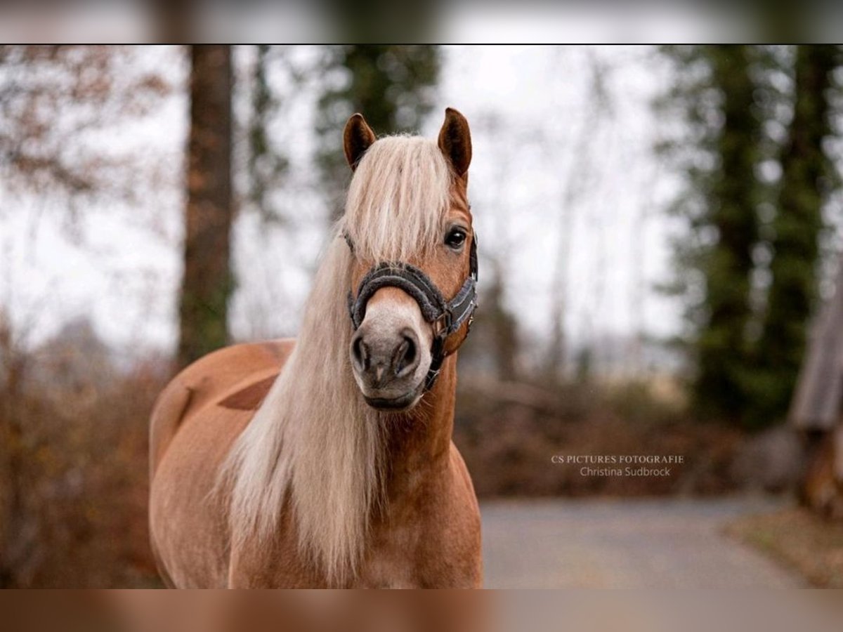 Edelbluthaflinger Caballo castrado 12 años 156 cm Alazán in Warendorf