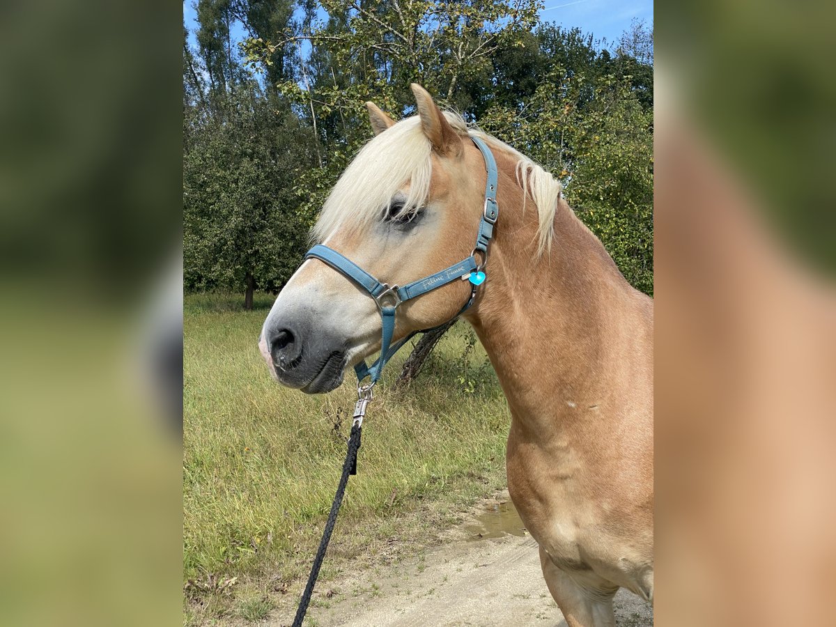 Edelbluthaflinger Caballo castrado 14 años 144 cm Castaño claro in Tirschenreuth