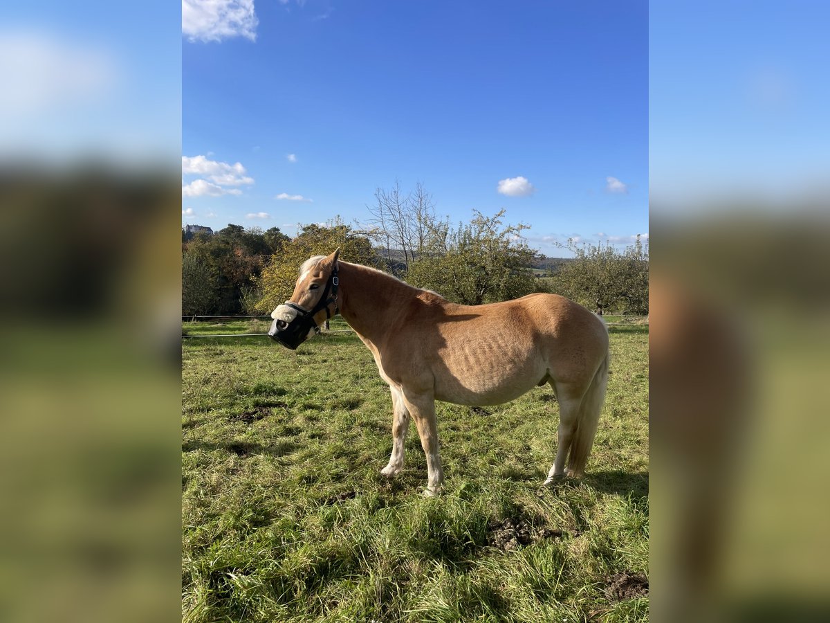 Edelbluthaflinger Caballo castrado 14 años 150 cm Alazán in Fischbachtal