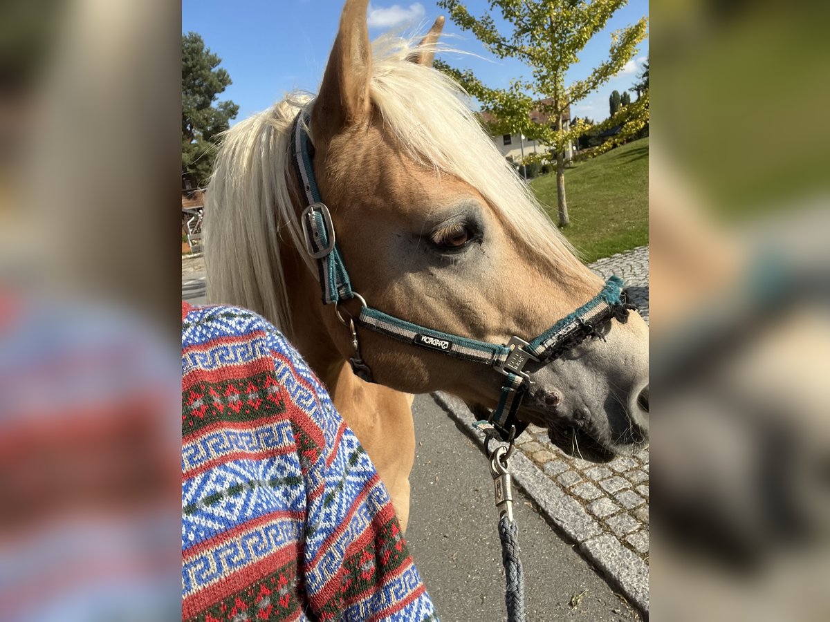 Edelbluthaflinger Caballo castrado 15 años 145 cm Alazán in Crimmitschau