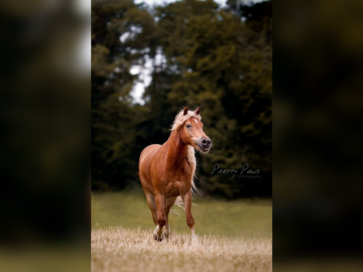 Edelbluthaflinger Caballo castrado 15 años 148 cm Alazán in Holzhausen