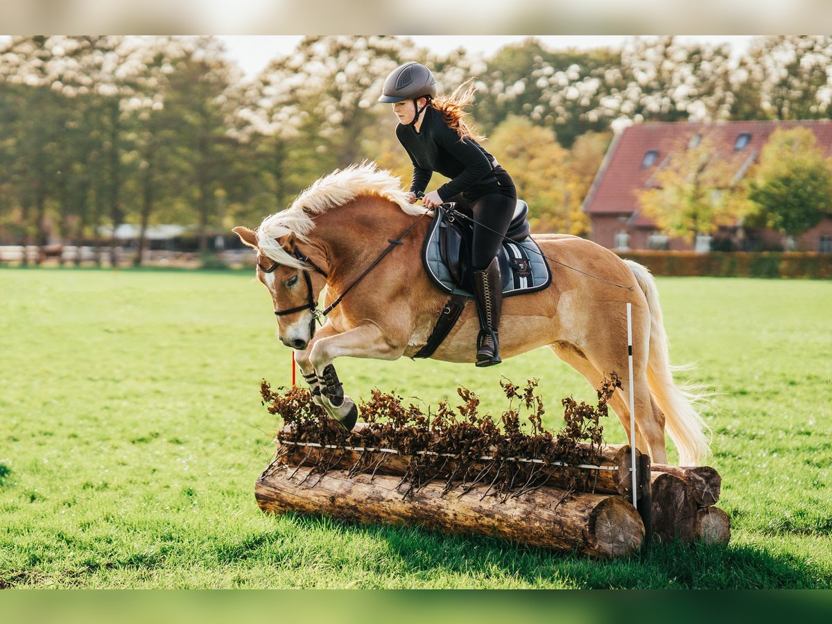 Edelbluthaflinger Caballo castrado 17 años 148 cm Alazán in Bielefeld