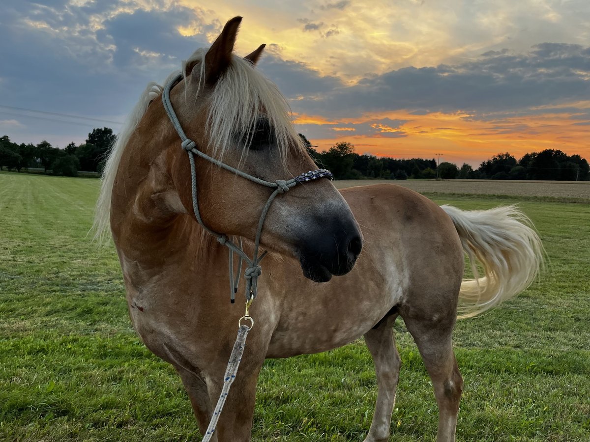 Edelbluthaflinger Caballo castrado 20 años 150 cm in Alfdorf