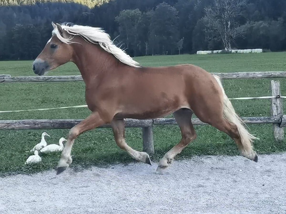 Edelbluthaflinger Caballo castrado 2 años 148 cm Alazán-tostado in Bayrischzell