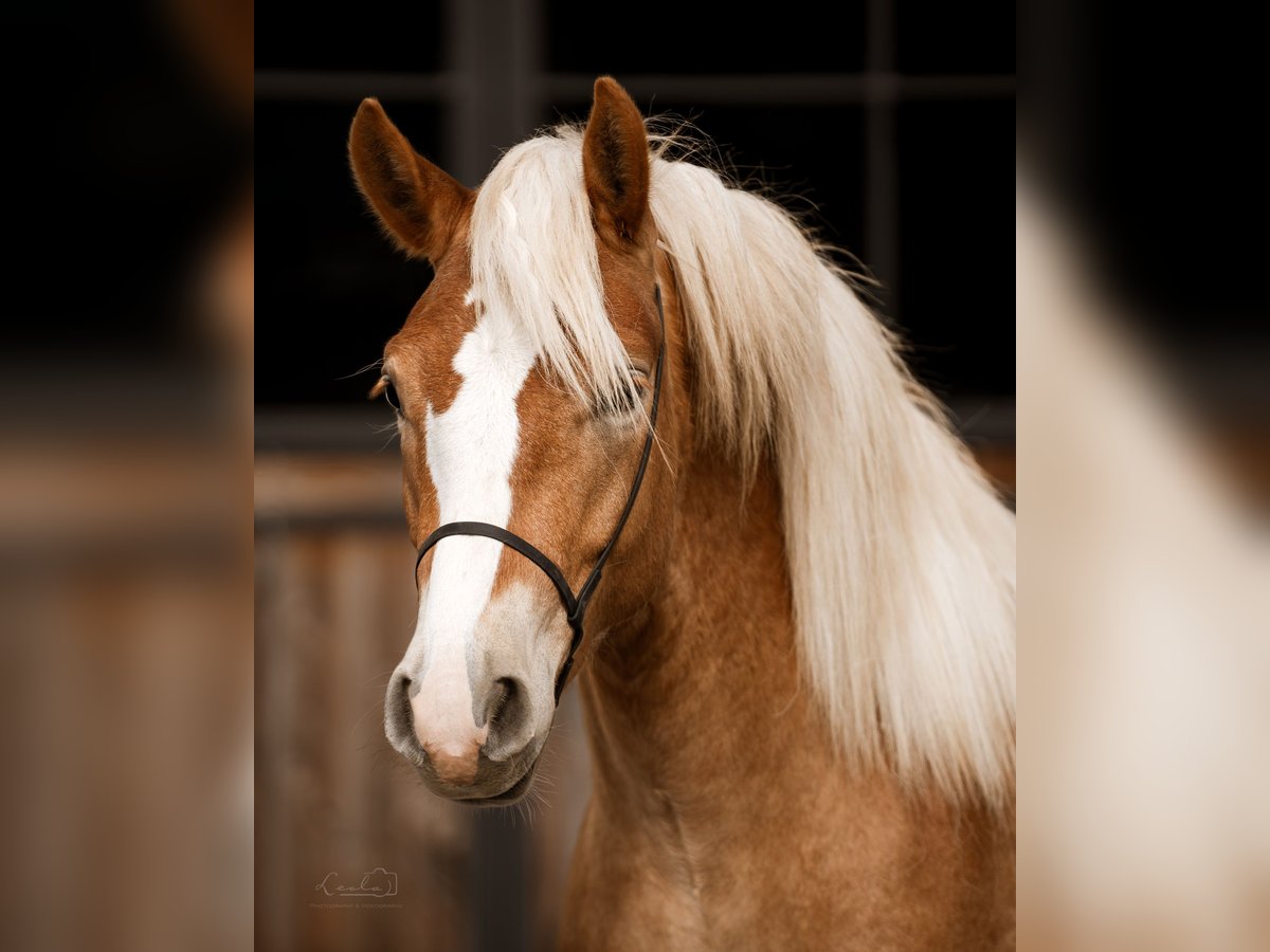 Edelbluthaflinger Caballo castrado 2 años 150 cm Alazán in Ebermannsdorf