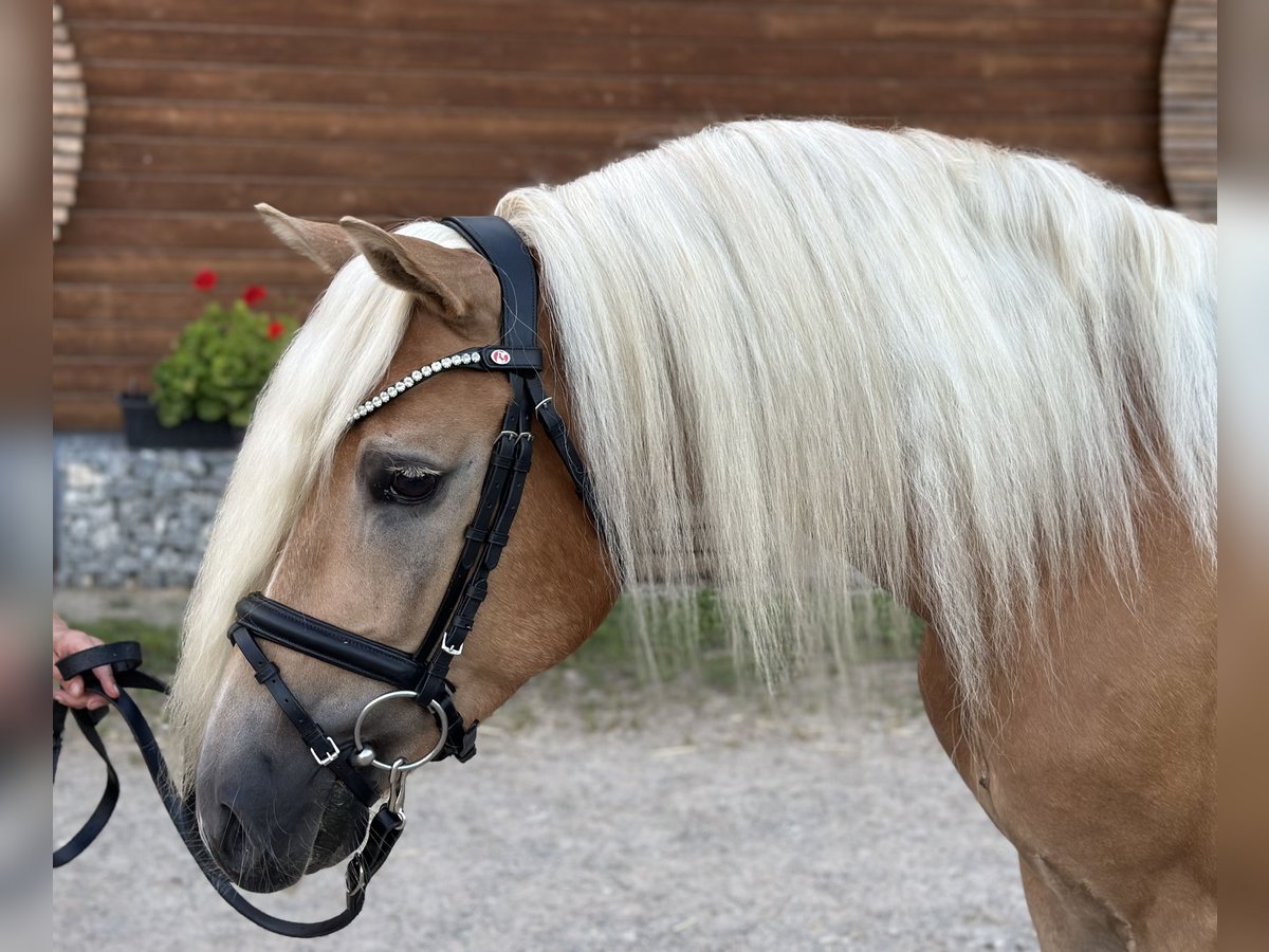 Edelbluthaflinger Caballo castrado 3 años 147 cm Castaño claro in Bad Feilnbach