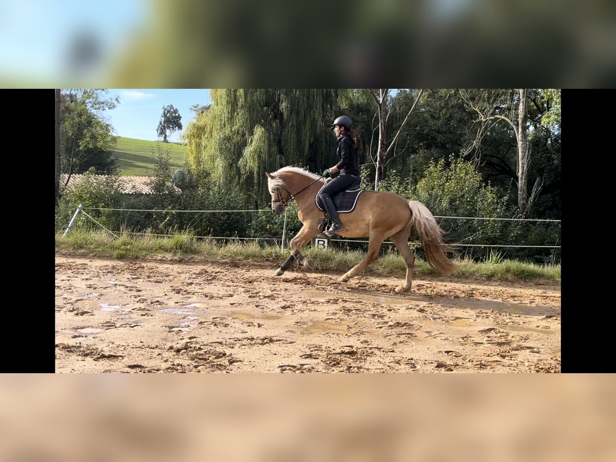 Edelbluthaflinger Caballo castrado 4 años 147 cm in Harsdorf