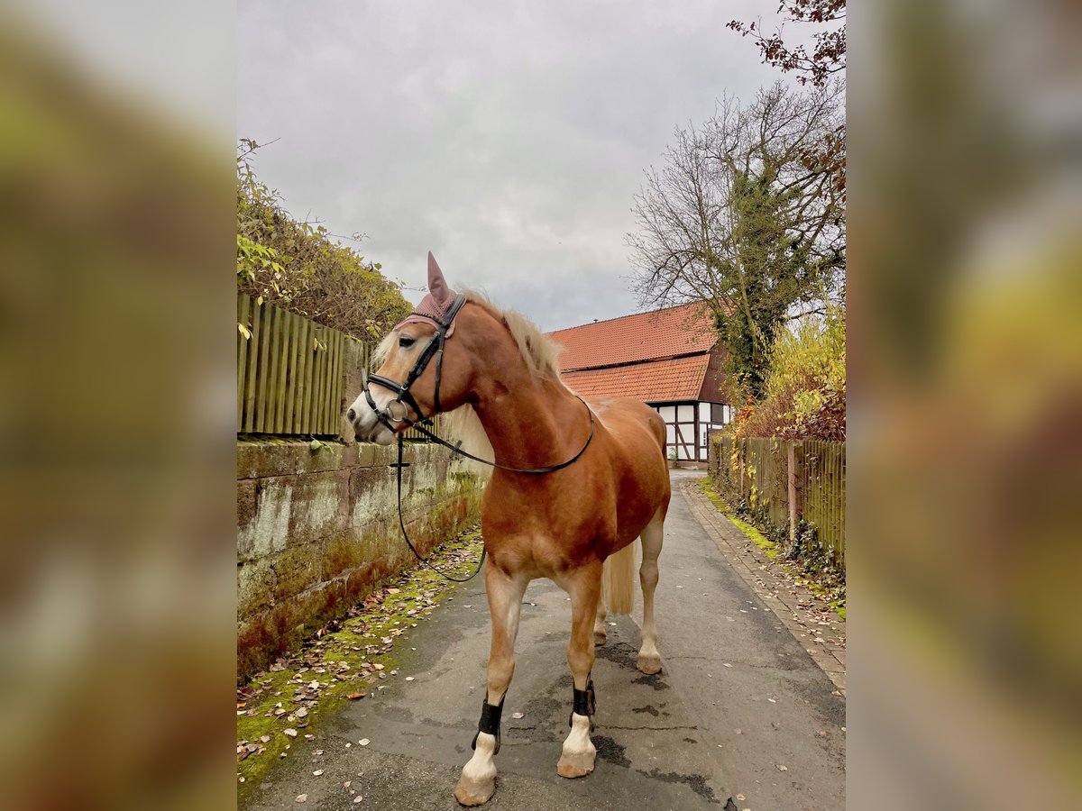 Edelbluthaflinger Caballo castrado 6 años 150 cm Alazán in Dassel