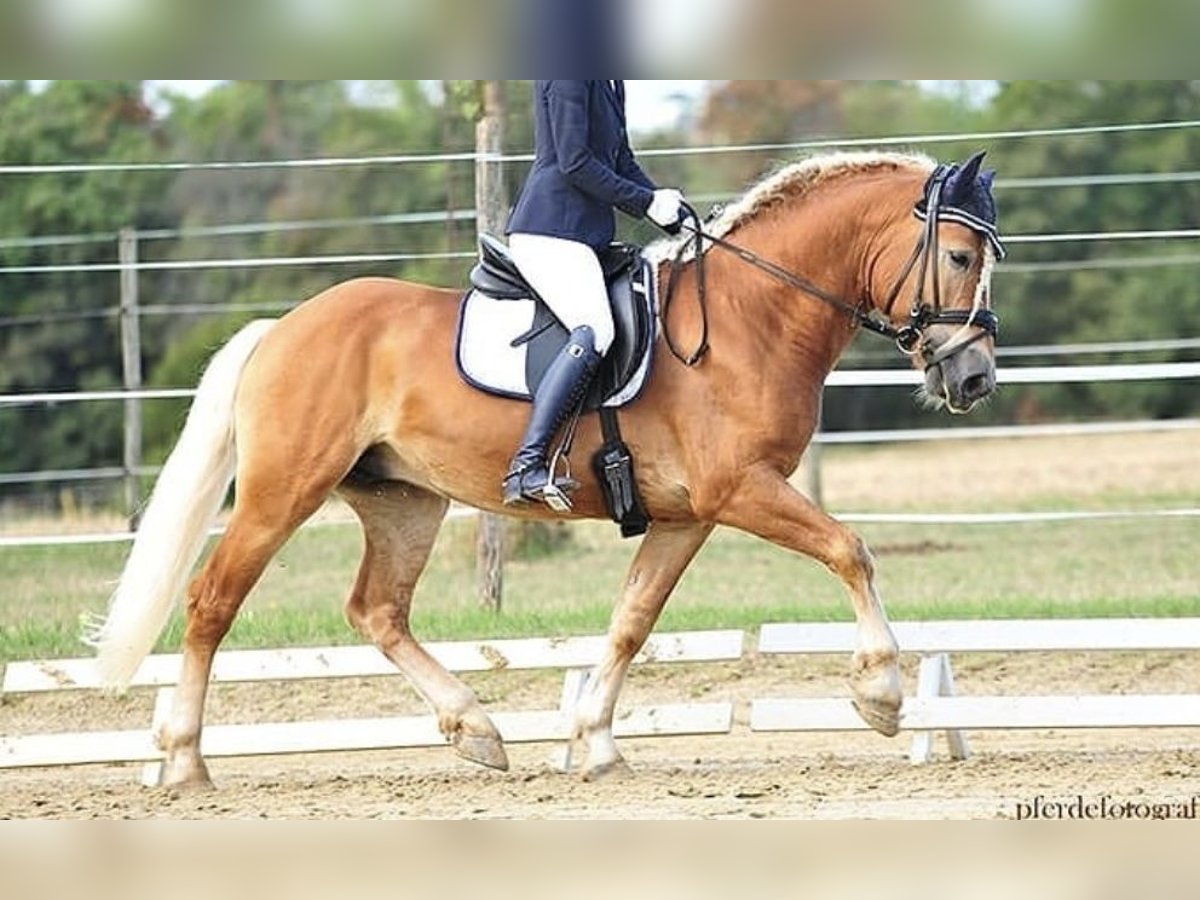 Edelbluthaflinger Caballo castrado 9 años 151 cm Alazán in Bonn Edelbluthaflinger Caballo castrado 9 años 151 cm Alazán in Bonn