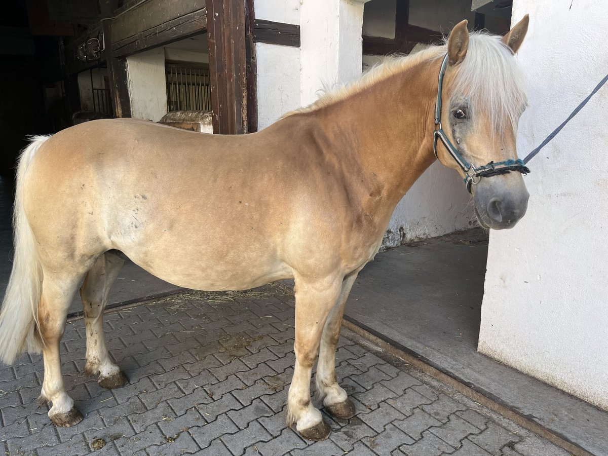 Edelbluthaflinger Castrone 15 Anni 145 cm Sauro in Crimmitschau