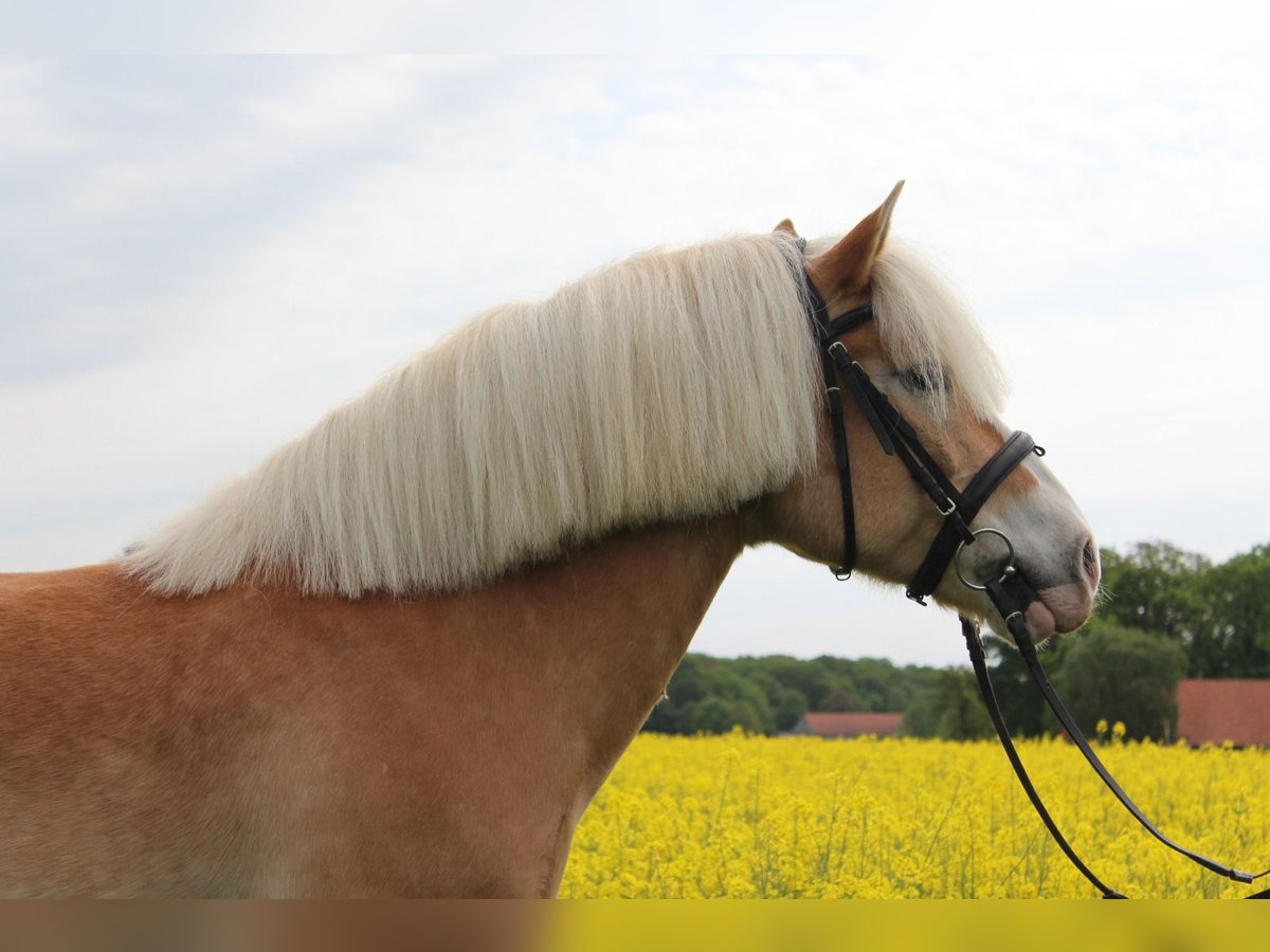 Edelbluthaflinger Castrone 15 Anni 151 cm Sauro in Lübbecke