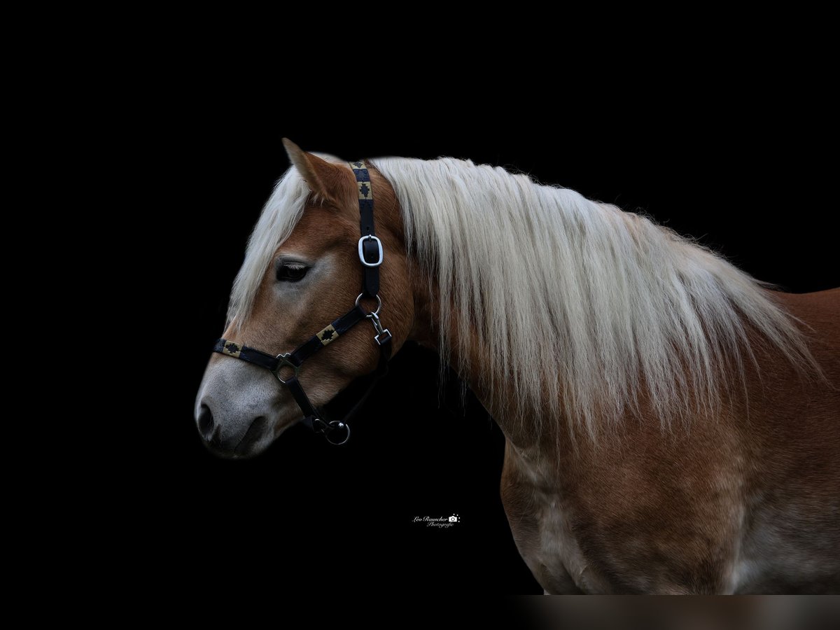 Edelbluthaflinger Castrone 3 Anni 144 cm Sauro in Binswangen