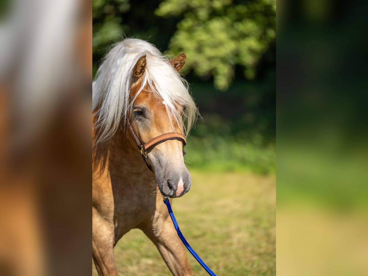 Edelbluthaflinger Castrone 3 Anni 145 cm Sauro in Ahorntal