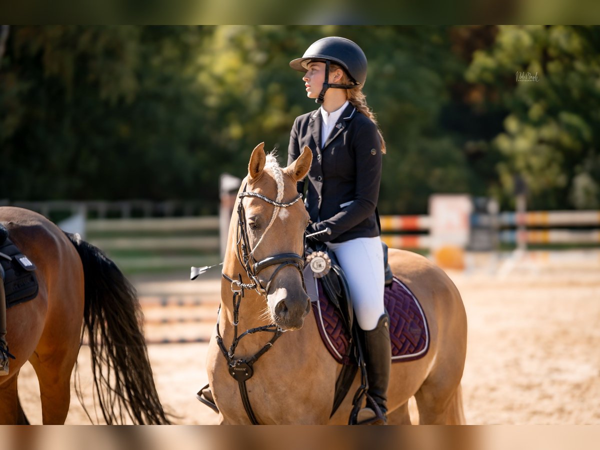 Edelbluthaflinger Castrone 4 Anni 144 cm Palomino in Viersen