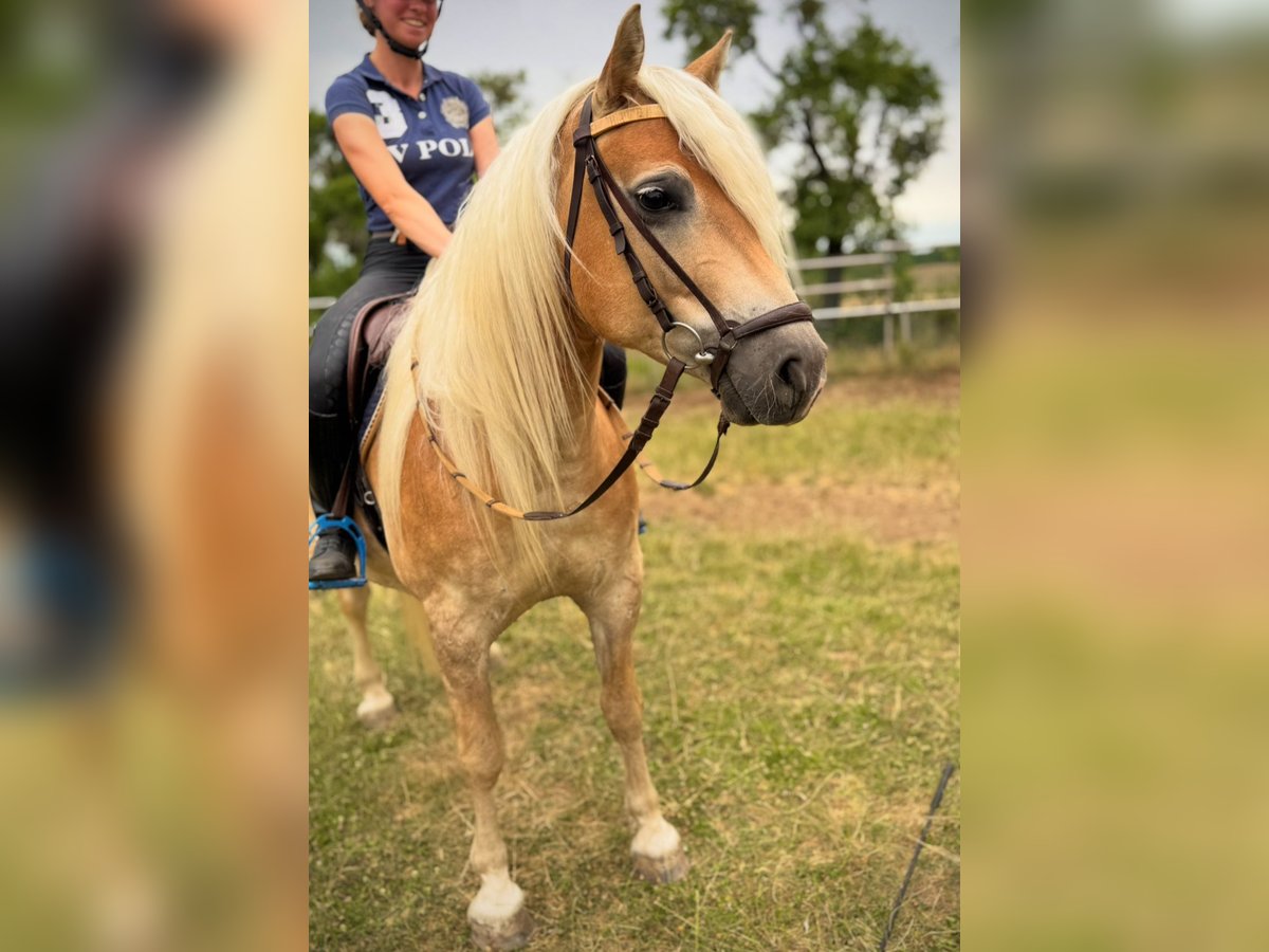 Edelbluthaflinger Castrone 6 Anni Sauro in R&#xF6;hrensee