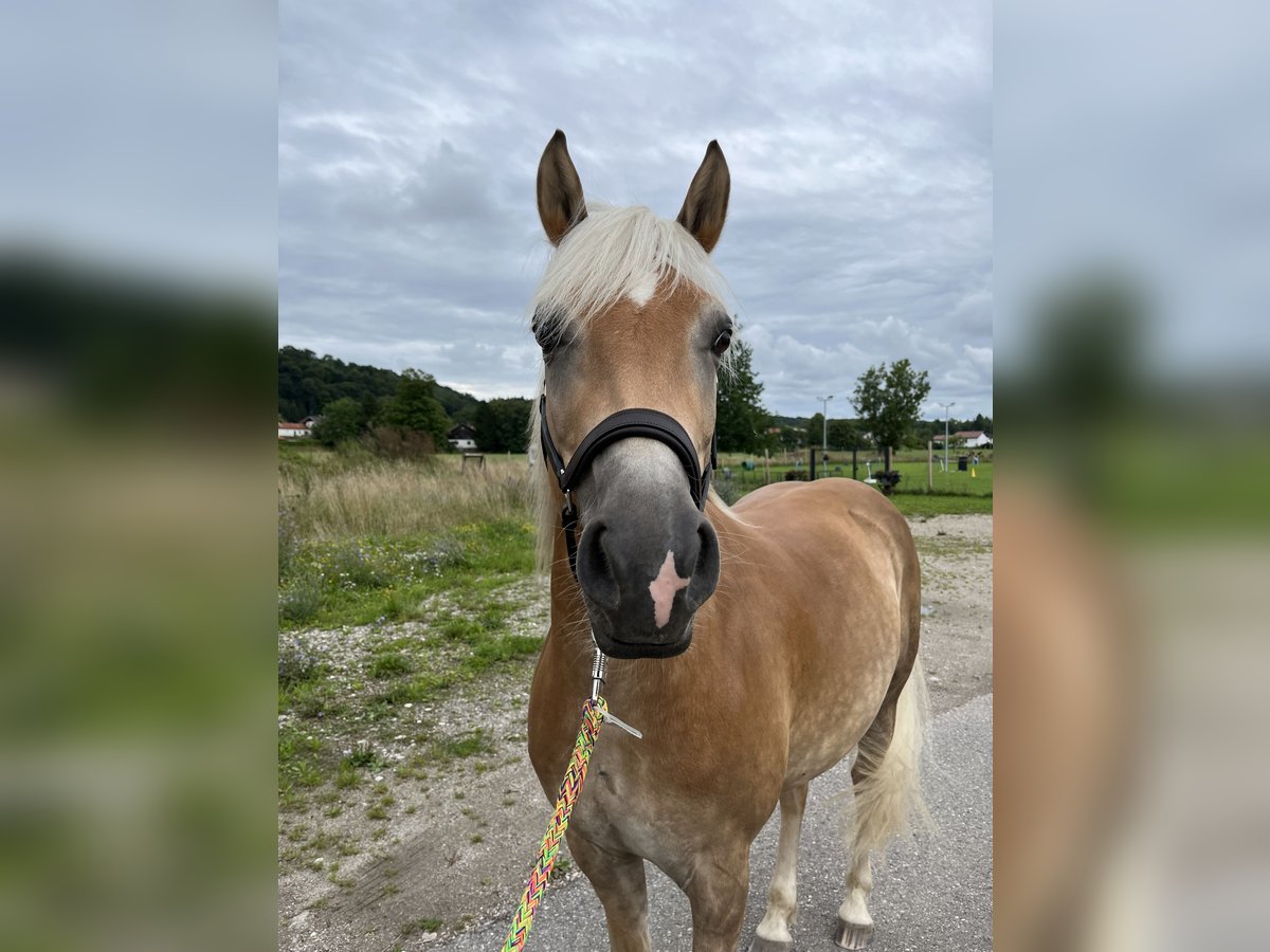 Edelbluthaflinger Castrone 8 Anni in Trostberg