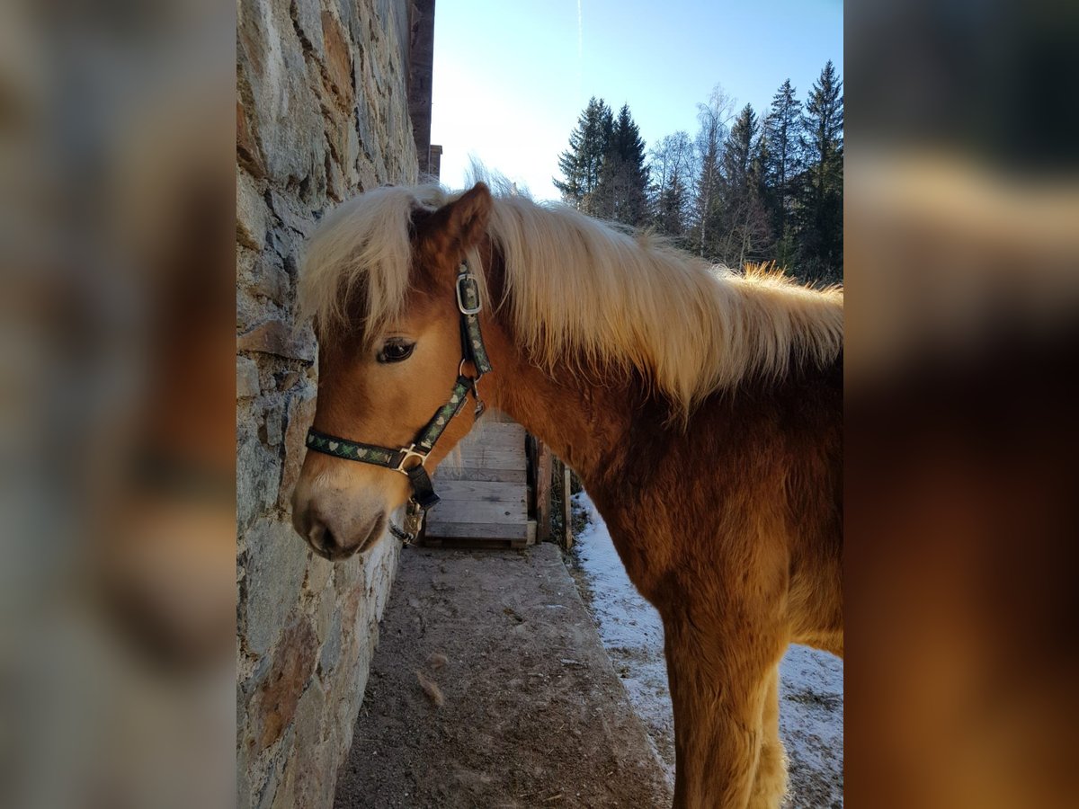 Edelbluthaflinger Étalon 1 Année 156 cm Alezan in Ulten