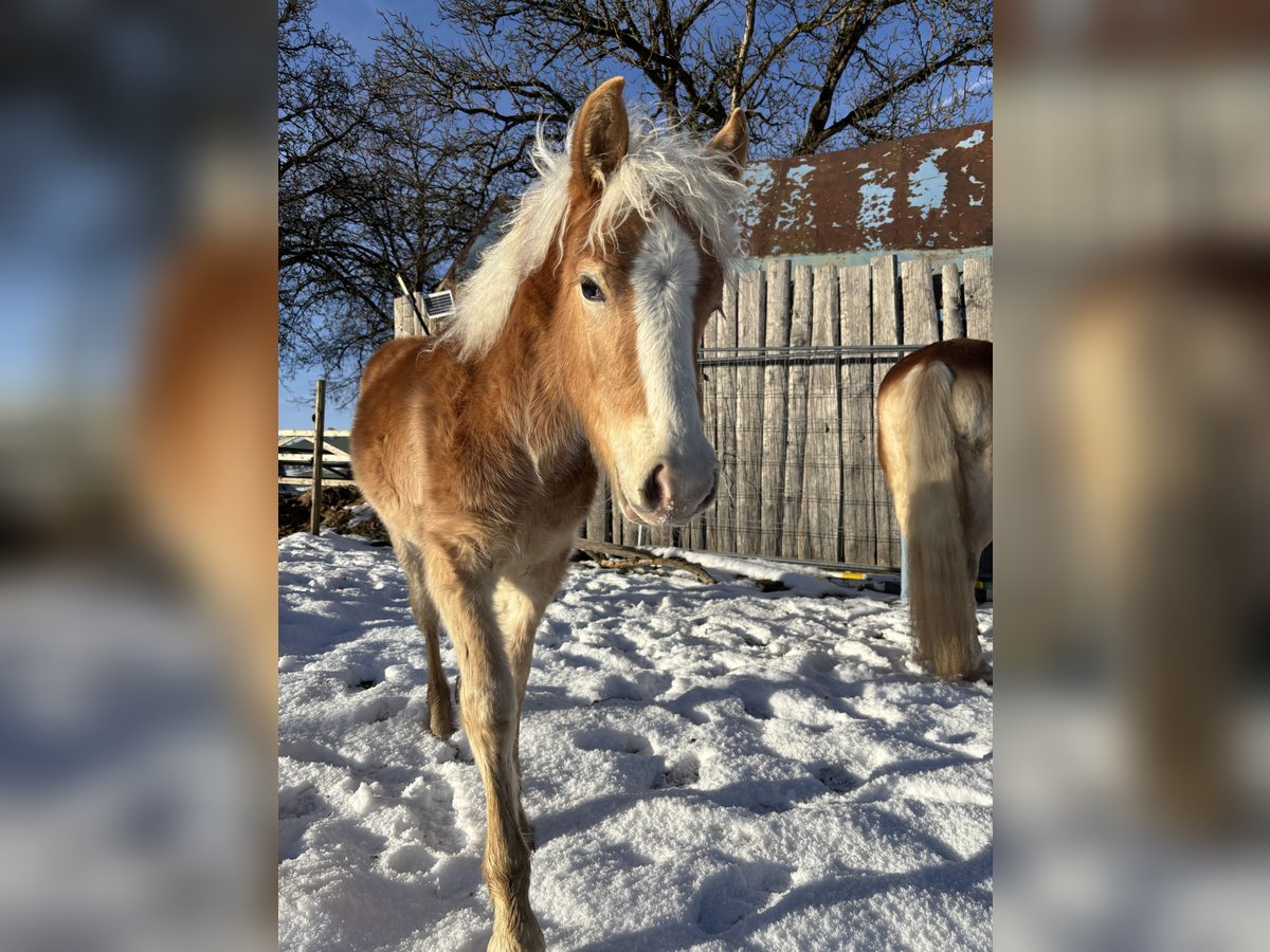 Edelbluthaflinger Étalon 1 Année Alezan in Gettnau